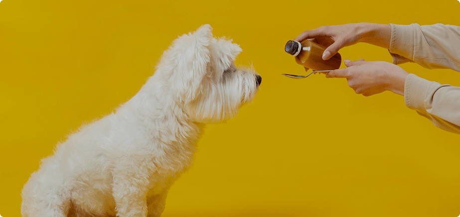 The Science Behind Omega-3s: Why Salmon Oil Is the Best Supplement for Dogs Pawsito Store