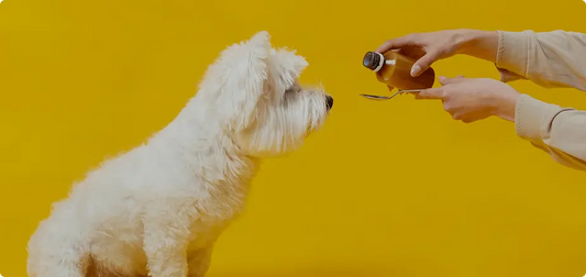 The Science Behind Omega-3s: Why Salmon Oil Is the Best Supplement for Dogs Pawsito Store