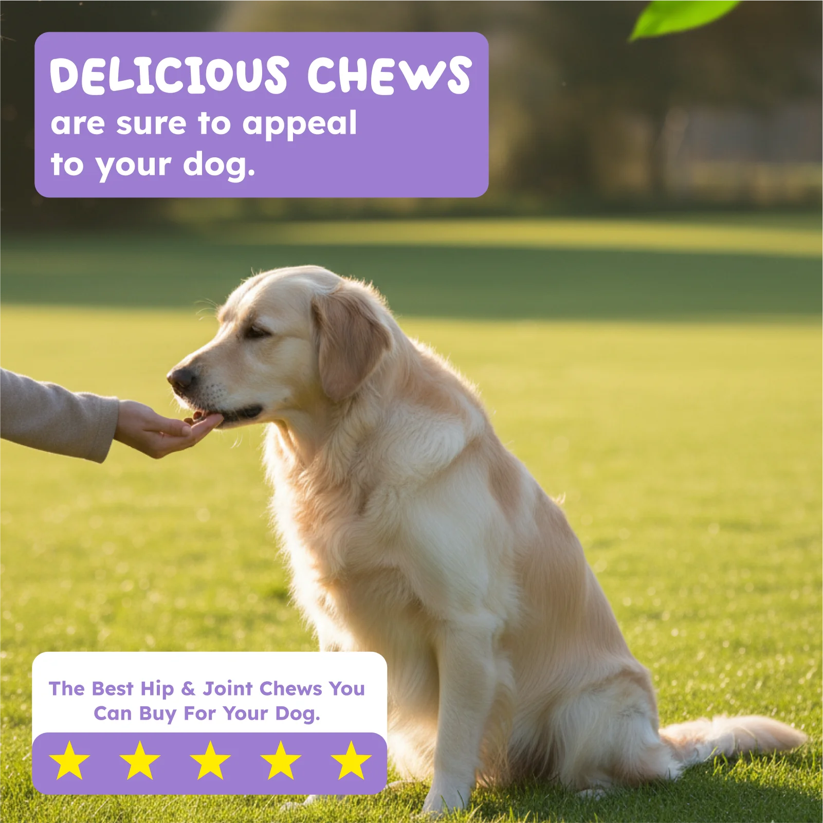 Hip & Joint Support: Keep Your Dog Moving with Ease