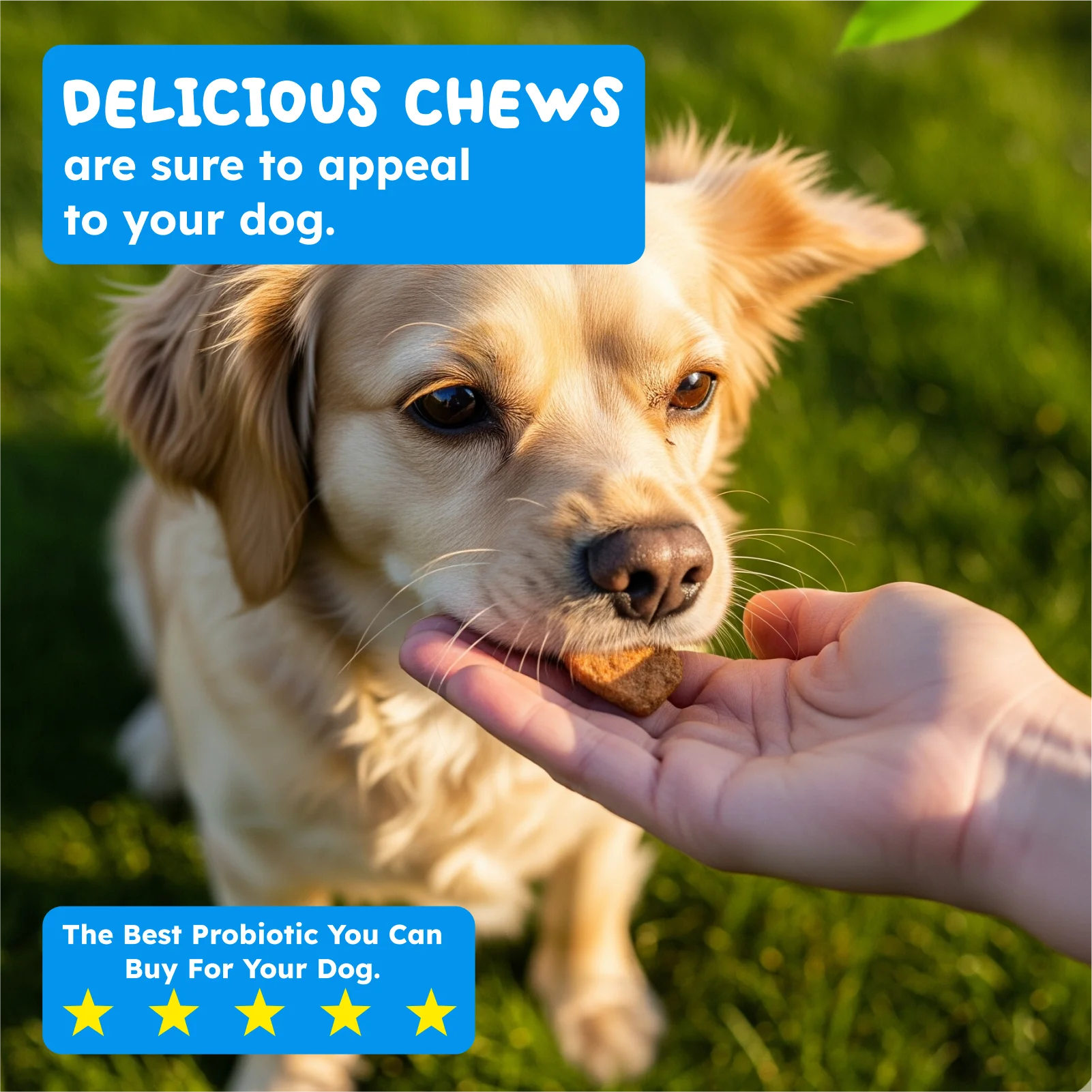 Probiotics: Happy Gut, Happy Dog
