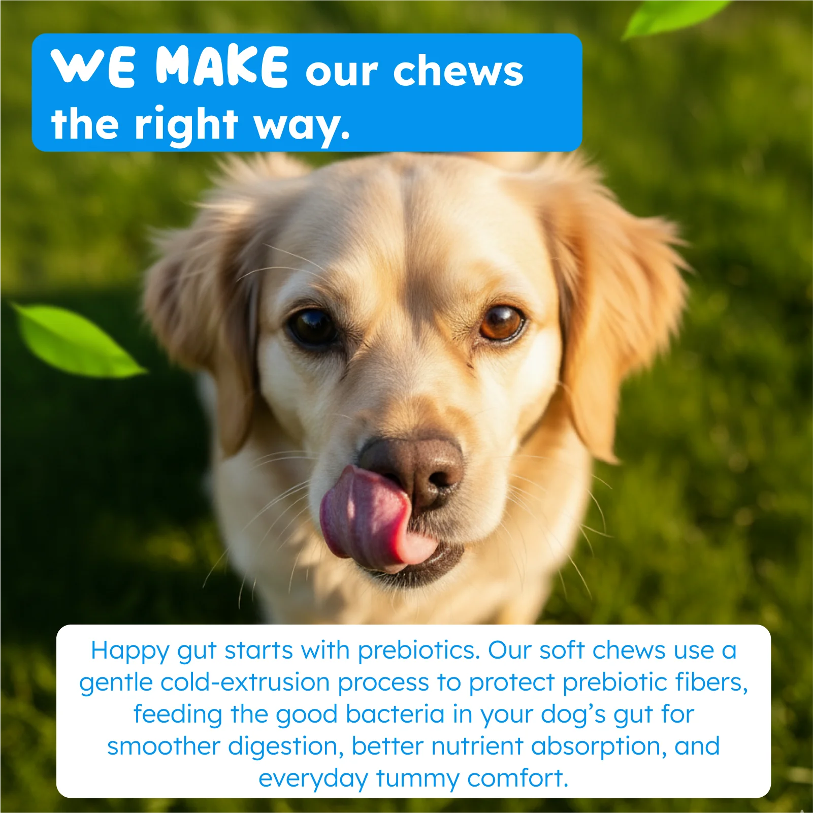 Probiotics: Happy Gut, Happy Dog
