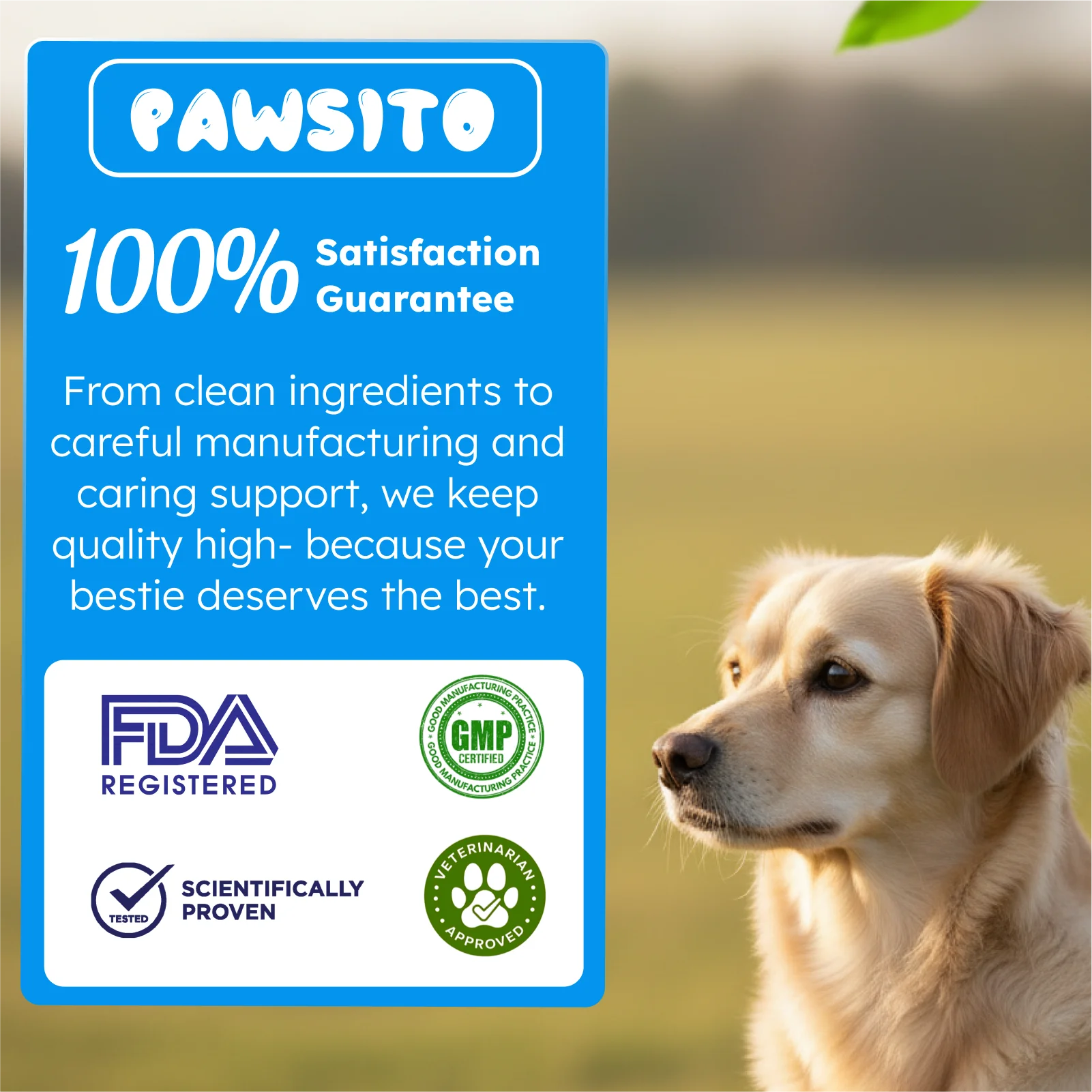 Probiotics: Happy Gut, Happy Dog