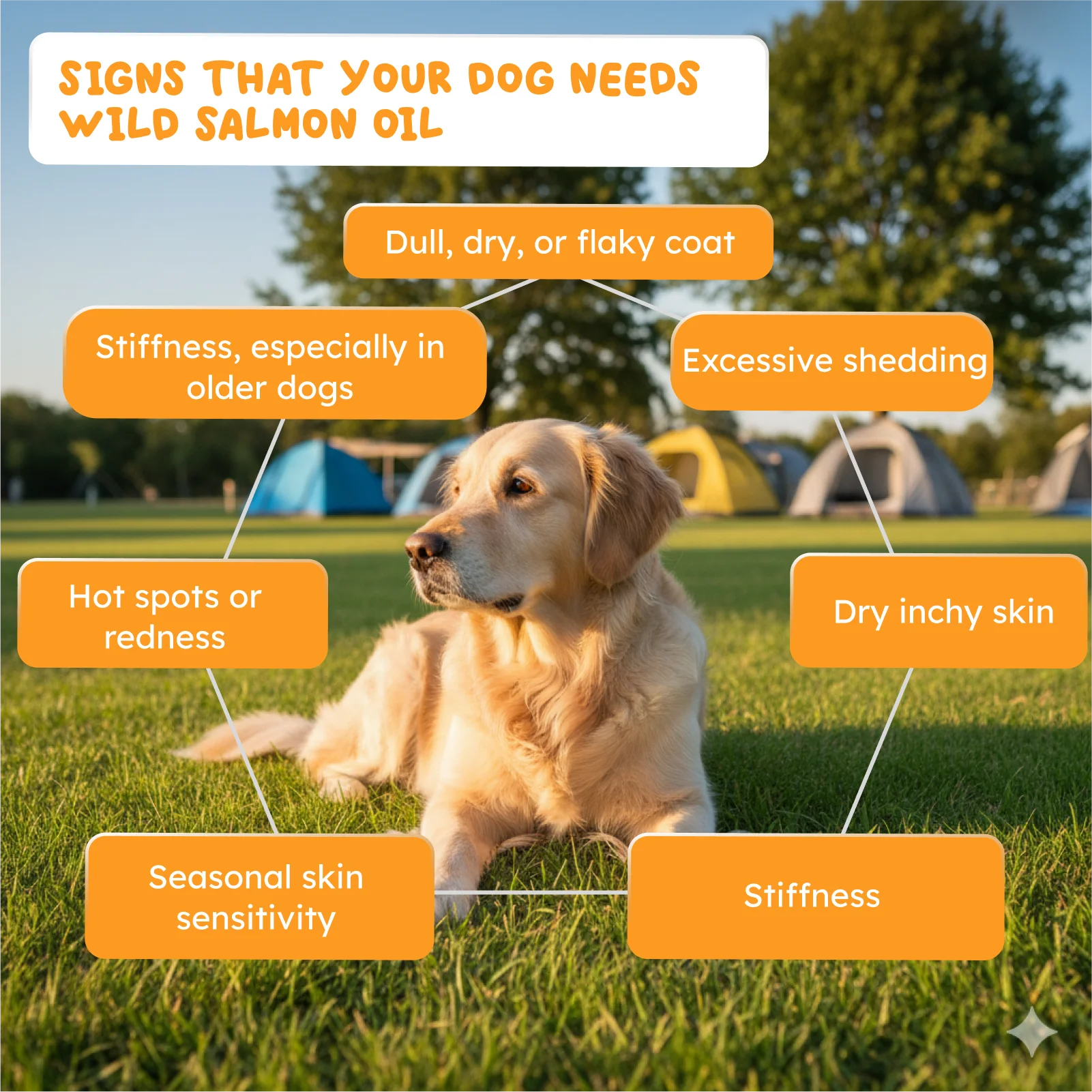 Salmon Oil Omega-3 Supplement: Shiny Coat, Healthy Heart, Strong Immune System