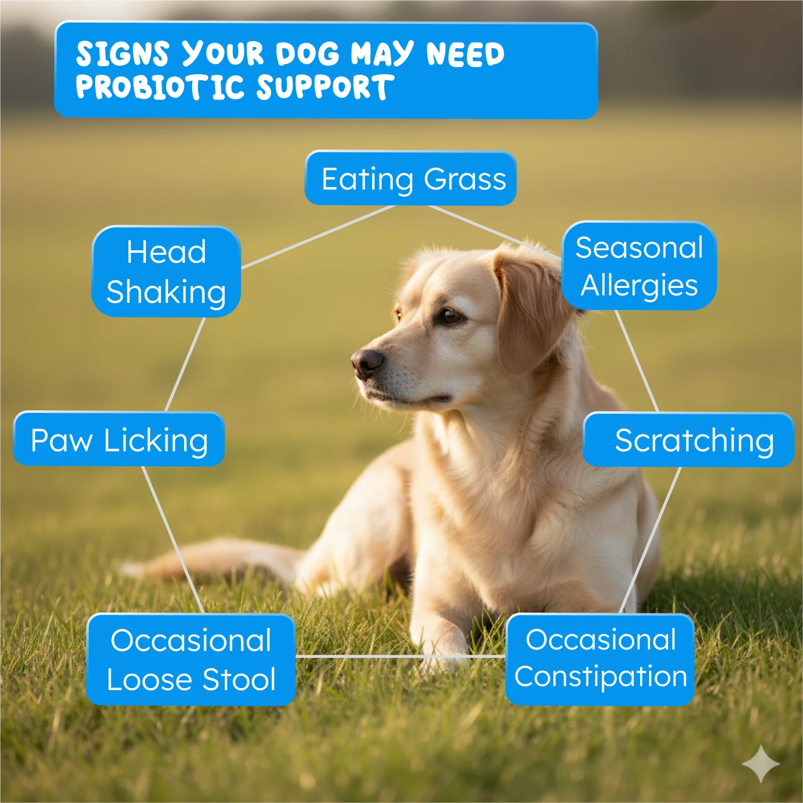 Probiotics: Happy Gut, Happy Dog