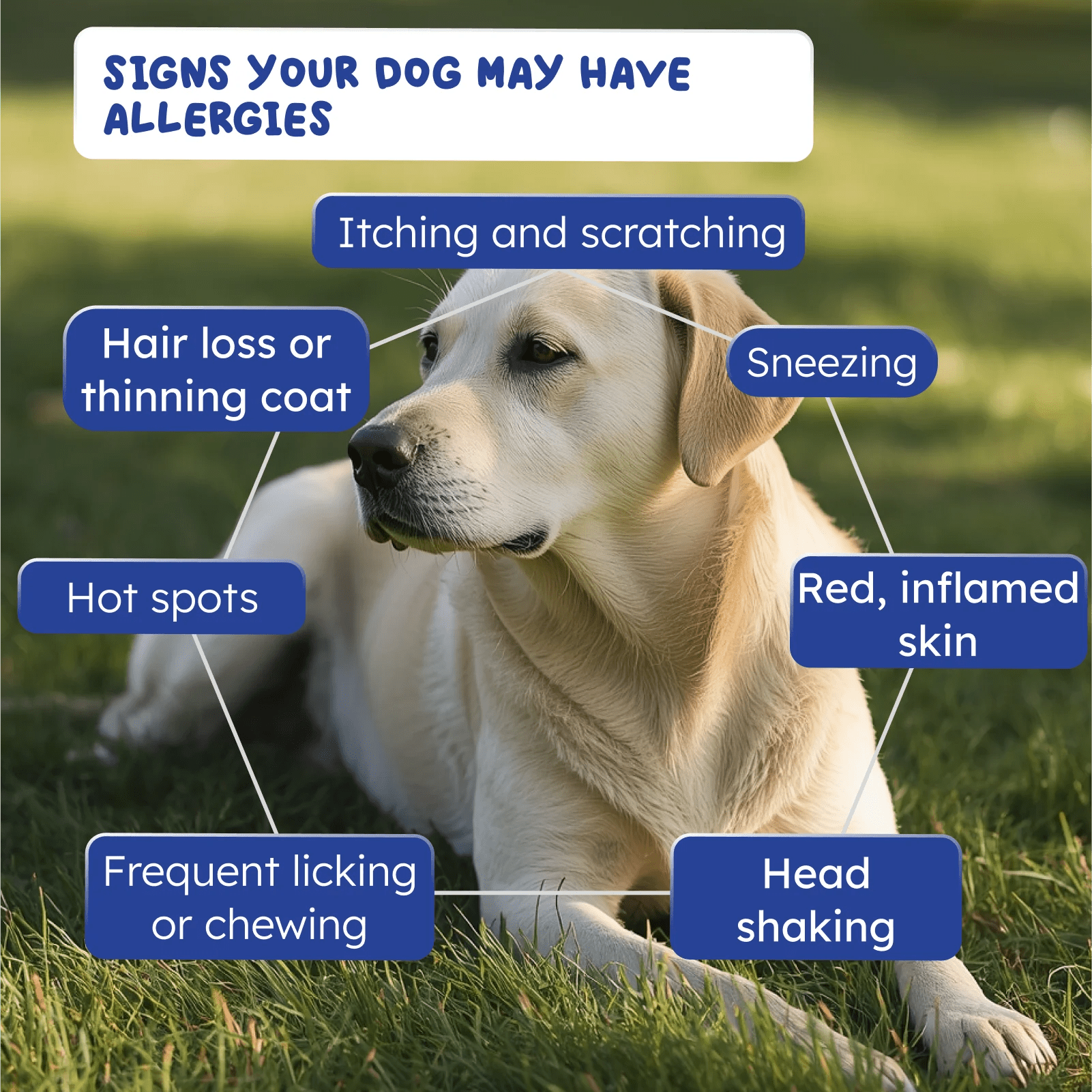 Natural allergy support for dogs and cats daily health support