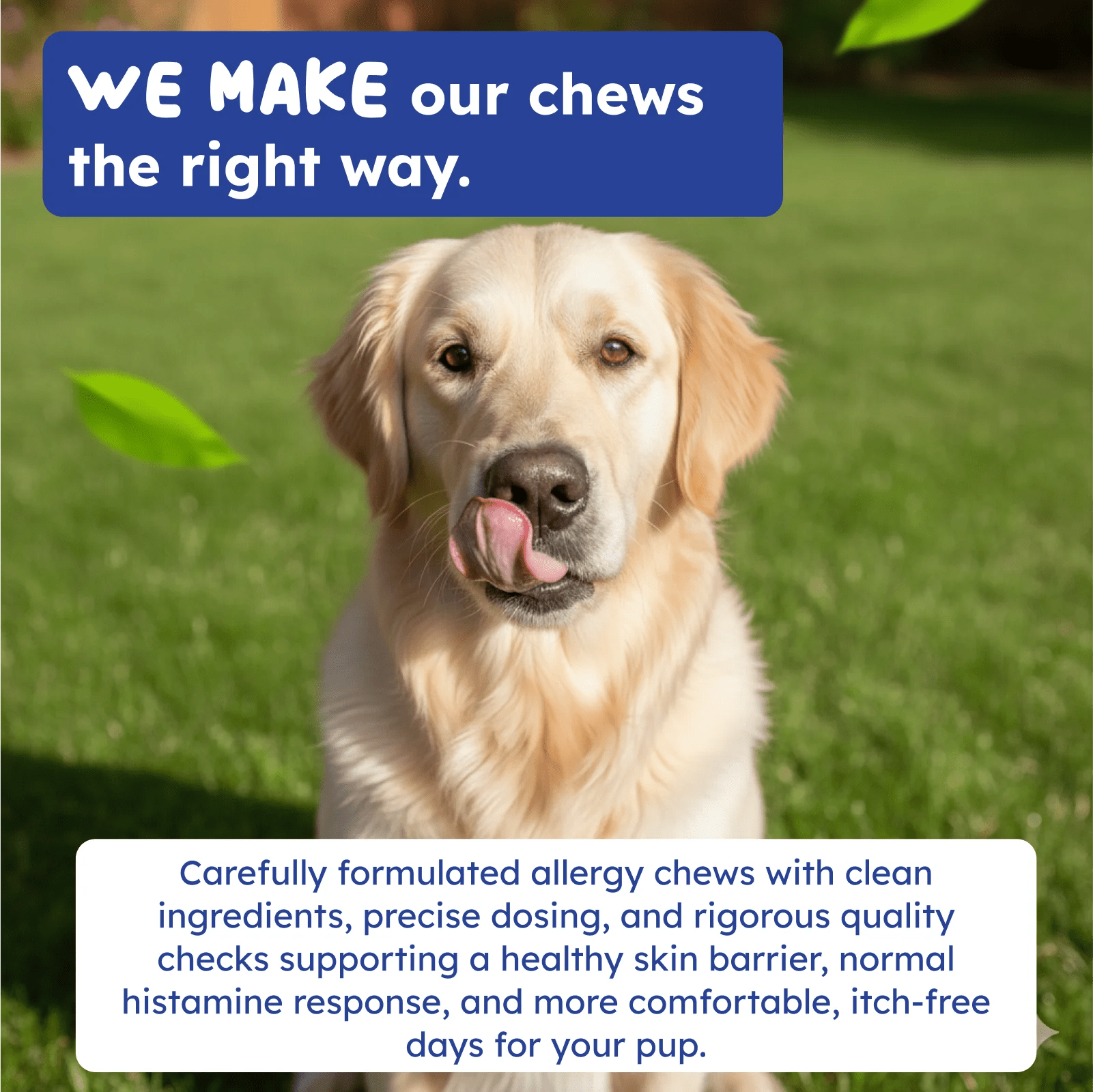 Allergy support for dogs and cats seasonal wellness support