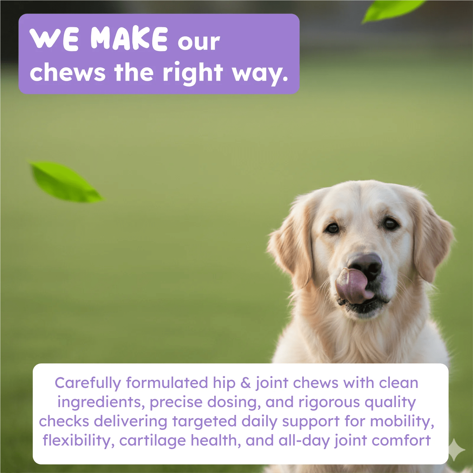 Hip and joint support for dogs and cats mobility wellness support