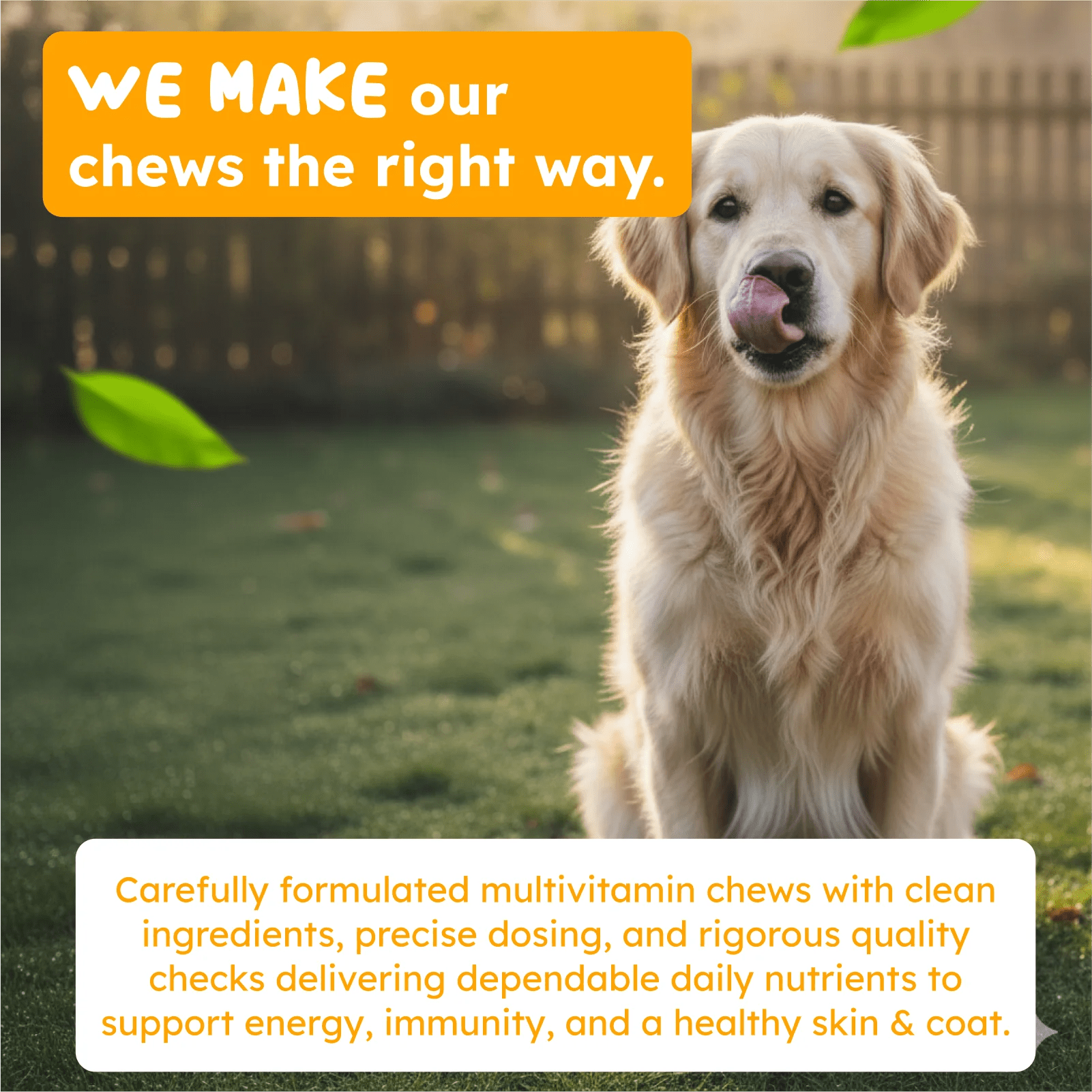 Multivitamin for dogs and cats immune and wellness support