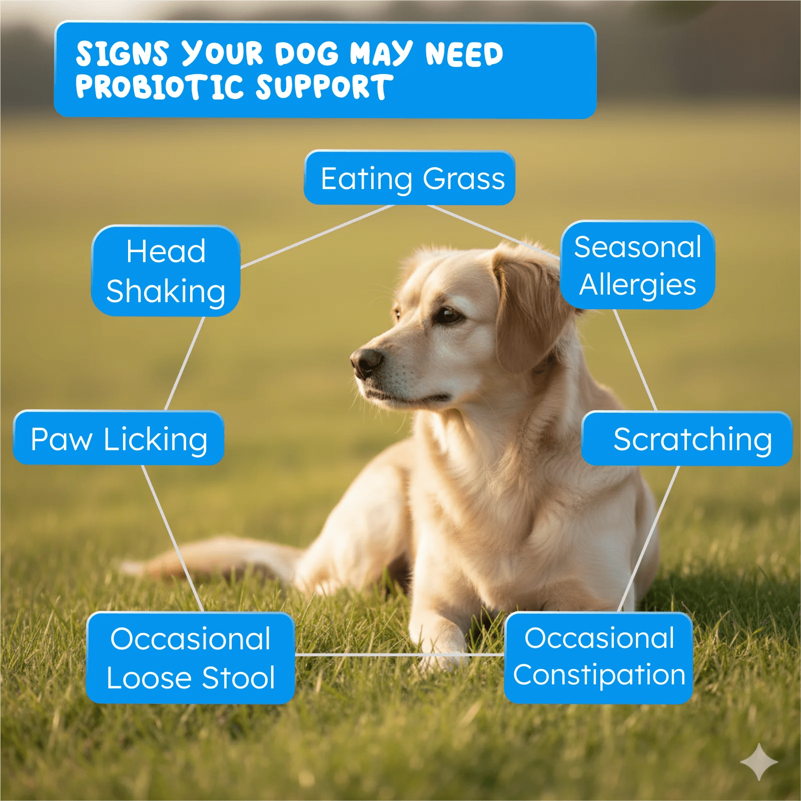 Natural probiotics for dogs and cats daily digestive support