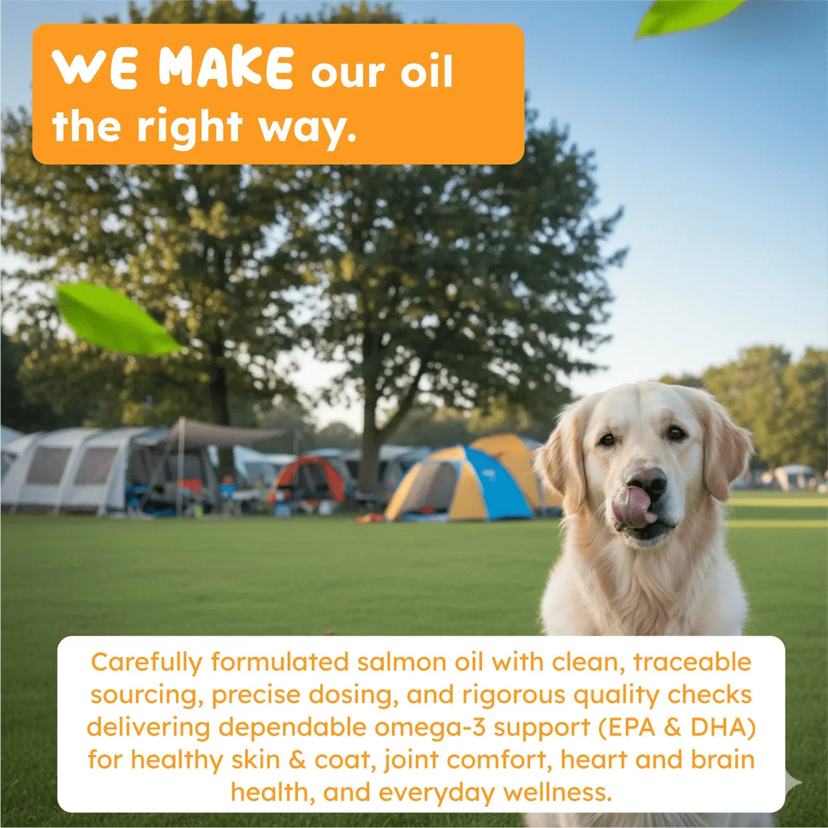 Salmon oil for dogs and cats outdoor wellness support
