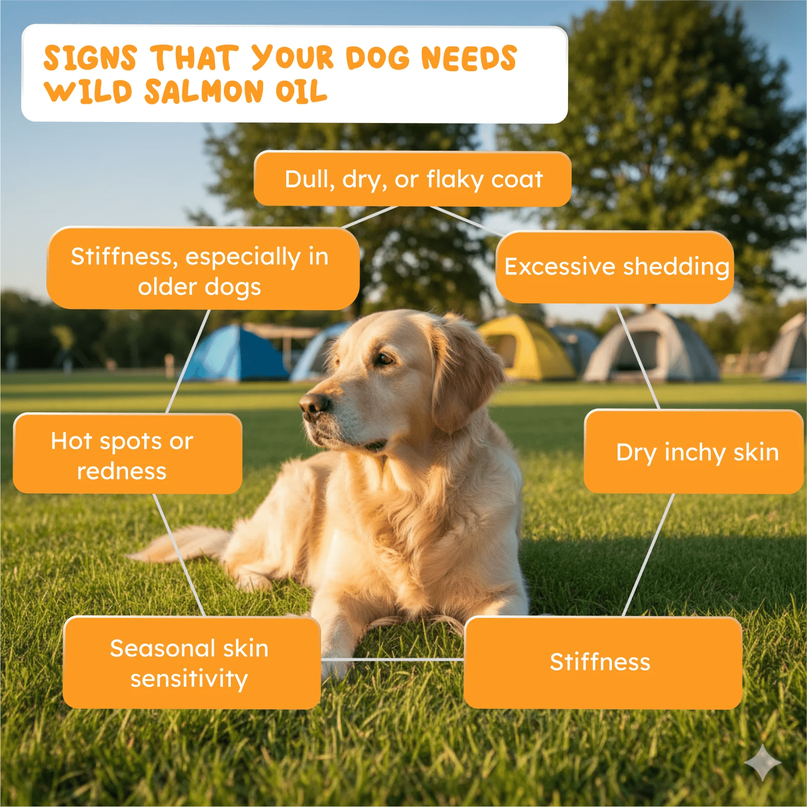 Salmon oil for dogs and cats Omega-3 benefits